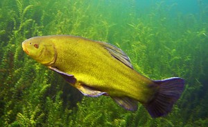 MAROWIL Fischereiartikel  Fachgeschäft & Versand